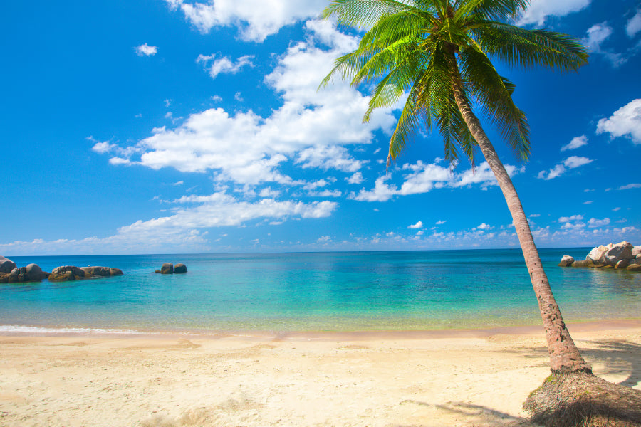 Coconut Palm on Sai Nuan Beach Photograph Home Decor Premium Quality Poster Print Choose Your Sizes