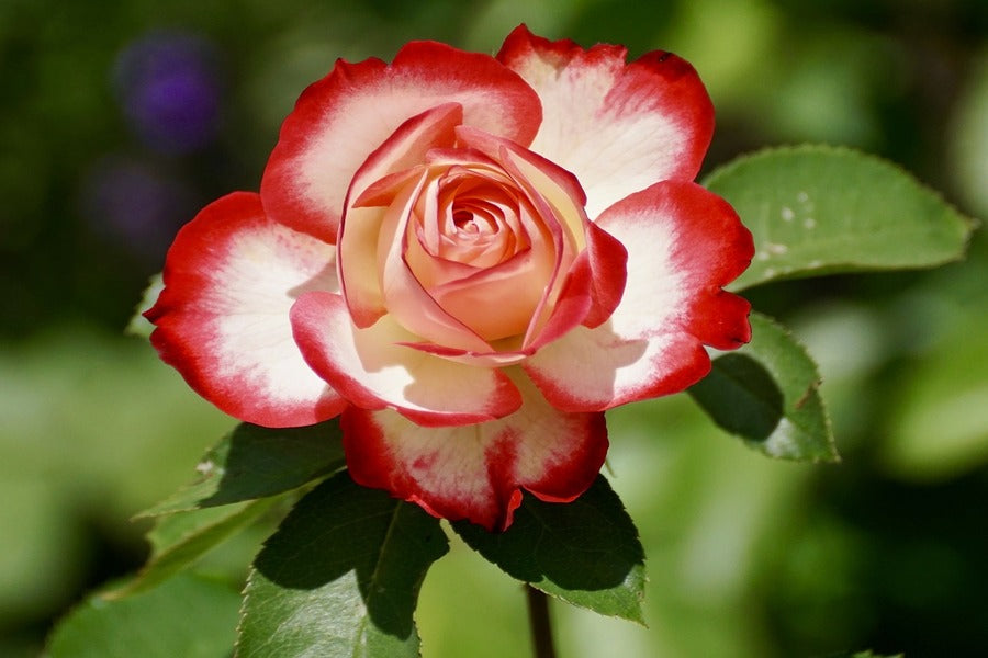 White & Red Rose Flower Photograph Print 100% Australian Made