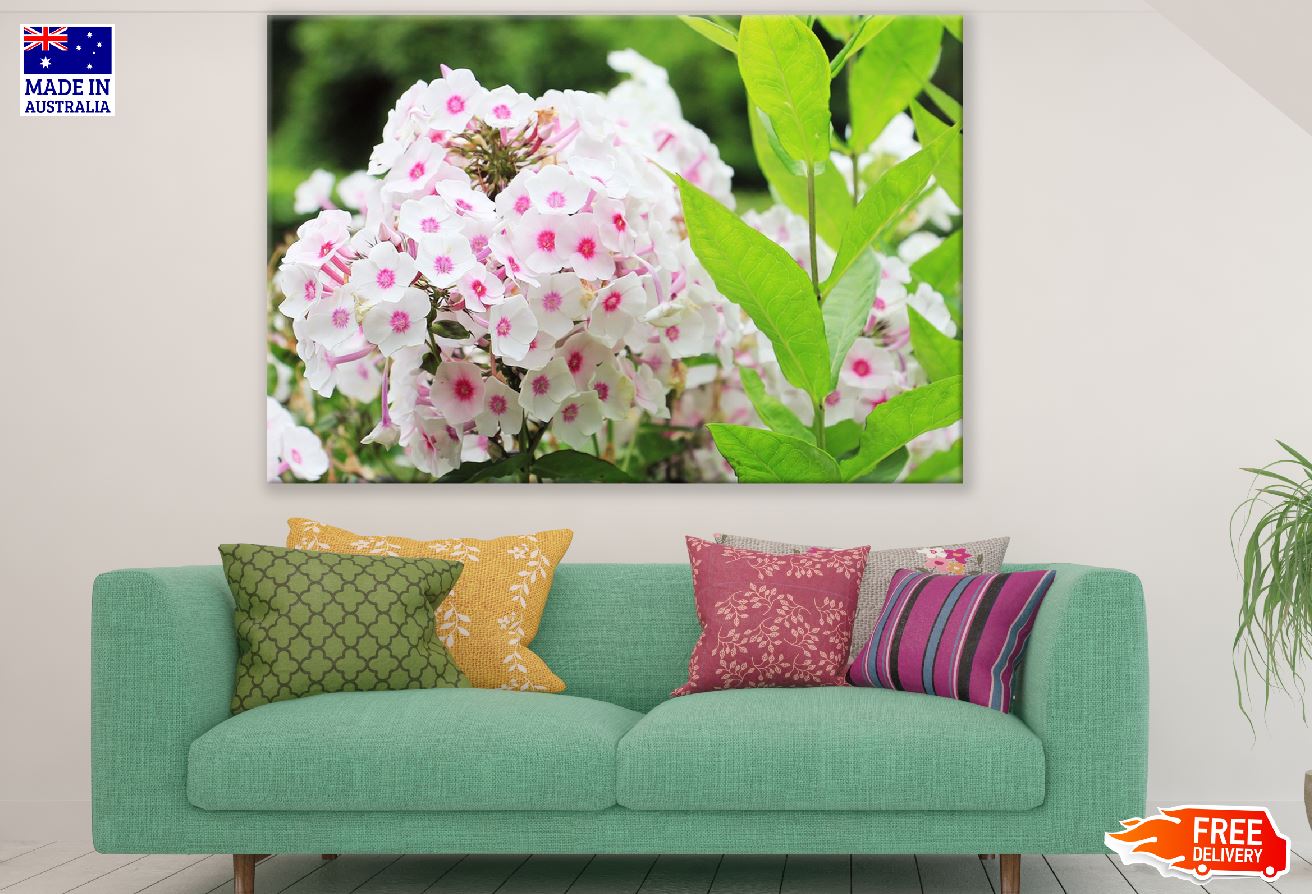 White Pink Phlox Flowers Photograph Print 100% Australian Made