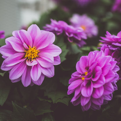 Square Canvas Pinnate Dahlia Flowers View Photograph High Quality Print 100% Australian Made