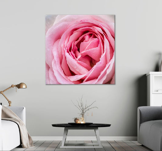 Square Canvas Water Drop on Rose Macro View Photograph High Quality Print 100% Australian Made