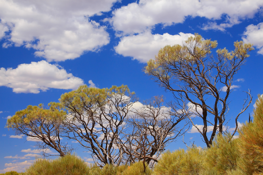 Trees & Sky View Photograph Print 100% Australian Made