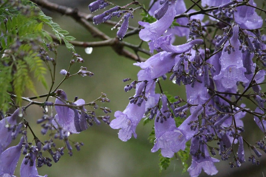 Jacaranda Tree Flower Closeup Photograph Print 100% Australian Made