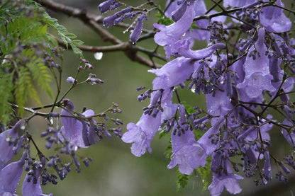 Jacaranda Tree Flower Closeup Photograph Print 100% Australian Made