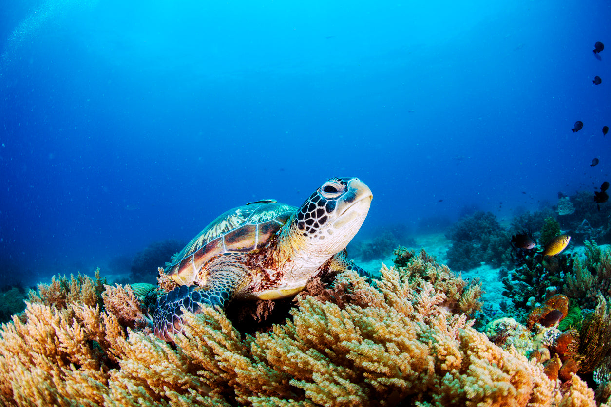 Sea Turtle Underwater Photograph Print 100% Australian Made