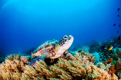 Sea Turtle Underwater Photograph Print 100% Australian Made