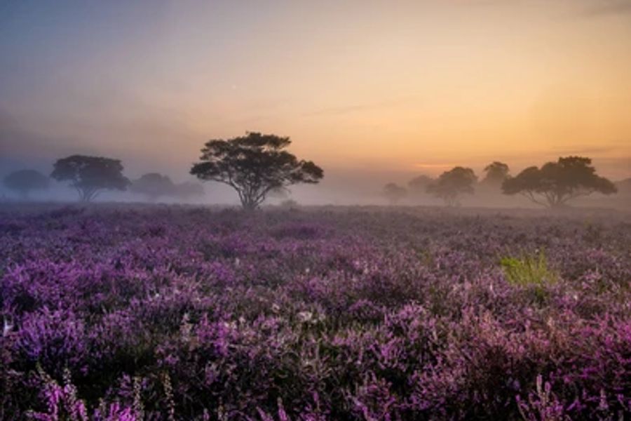 Lupine Fields Print 100% Australian Made