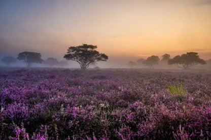 Lupine Fields Print 100% Australian Made