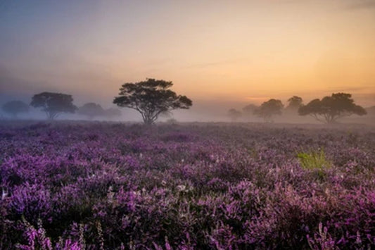 Lupine Fields Print 100% Australian Made