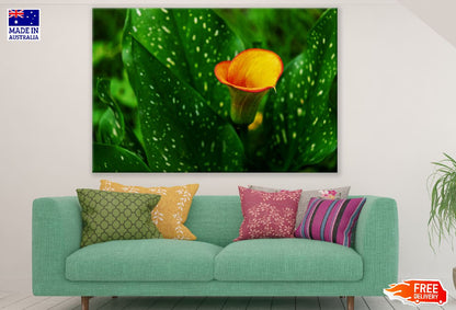 Orange Calla Flower with Leaves Closeup Photograph Print 100% Australian Made