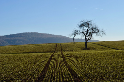 Field & Dry Trees Photograph Print 100% Australian Made