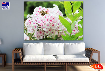 White Pink Phlox Flowers Photograph Print 100% Australian Made