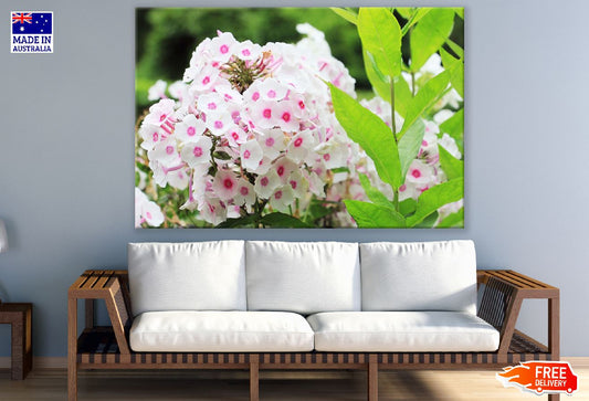 White Pink Phlox Flowers Photograph Print 100% Australian Made