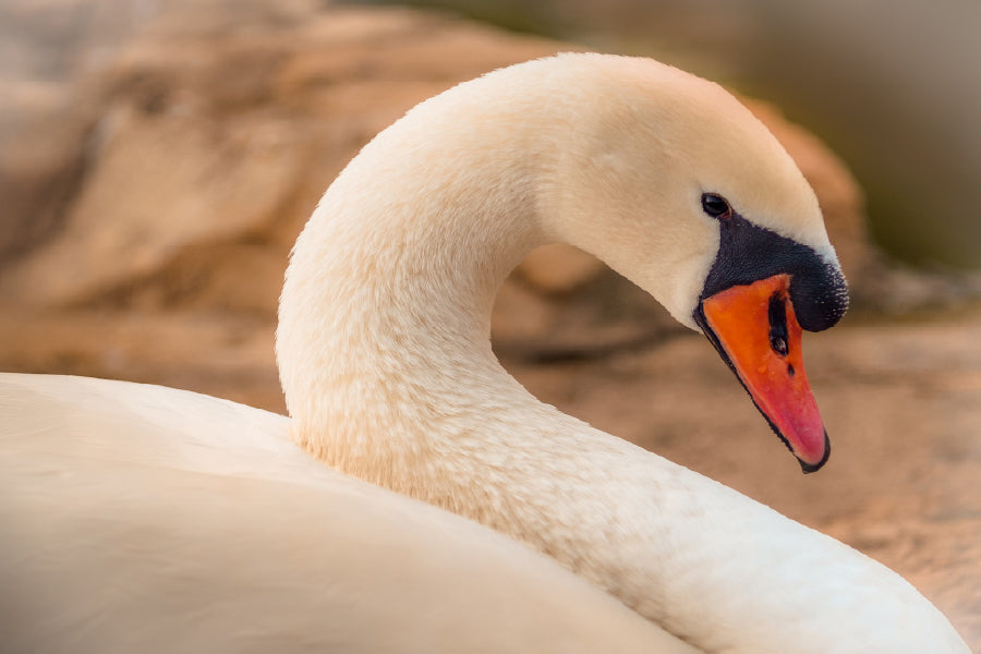 White Swan Closep View Photograph Print 100% Australian Made