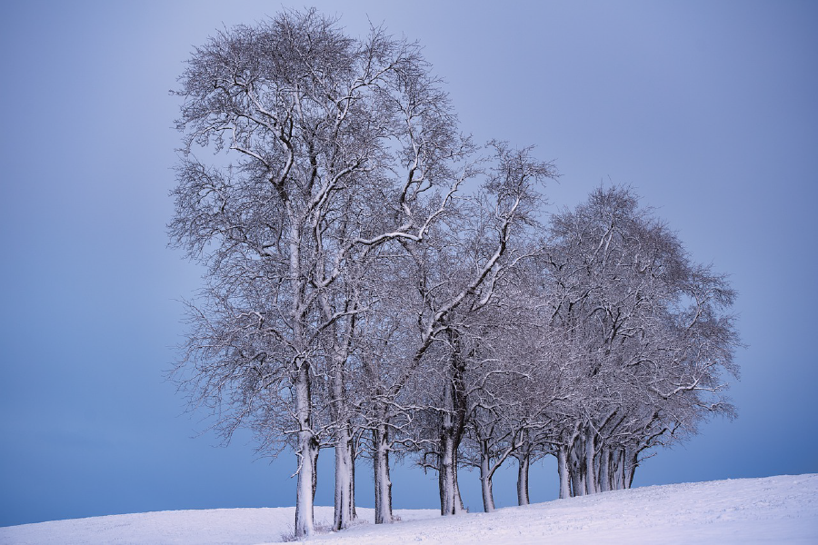 Snow Covered Trees Photograph Print 100% Australian Made