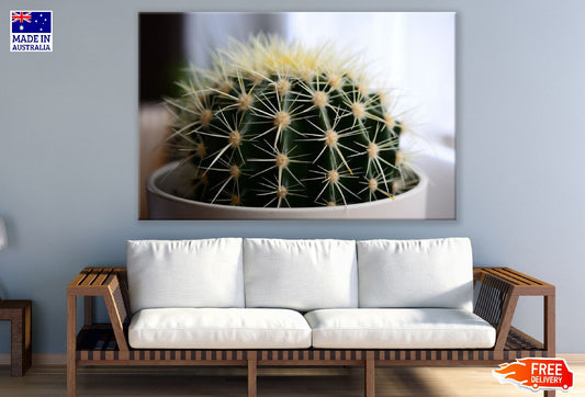 Small Green Cactus Closeup Photograph Print 100% Australian Made