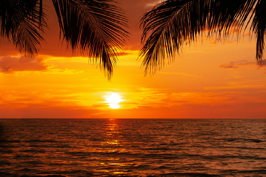 Palm Tree Leaves & Sunset on Sea View Photograph Print 100% Australian Made