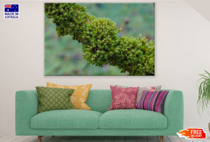 Branch Tree Moss Photograph Print 100% Australian Made