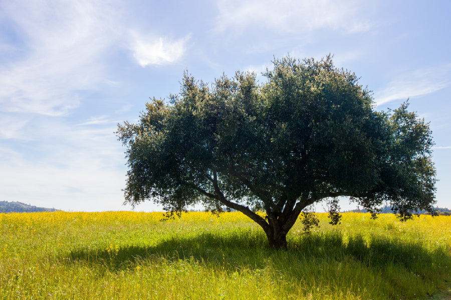 Lush Green Single Tree in Field Photograph Print 100% Australian Made