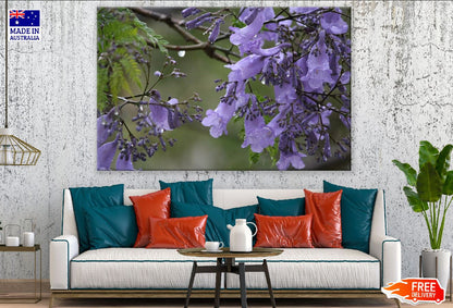 Jacaranda Tree Flower Closeup Photograph Print 100% Australian Made