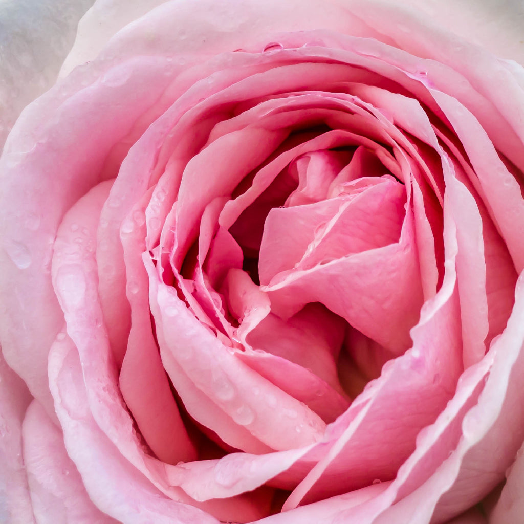 Square Canvas Water Drop on Rose Macro View Photograph High Quality Print 100% Australian Made