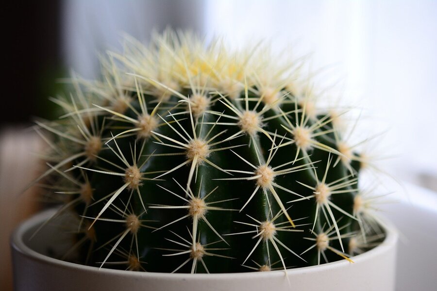 Small Green Cactus Closeup Photograph Print 100% Australian Made