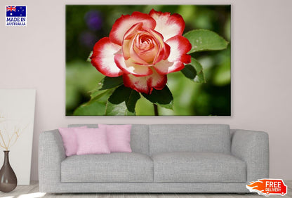 White & Red Rose Flower Photograph Print 100% Australian Made