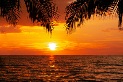 Palm Tree Leaves & Sunset on Sea Photograph Home Decor Premium Quality Poster Print Choose Your Sizes