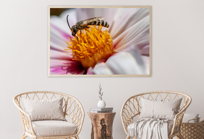 Dahlia Flower & Bee Photograph Home Decor Premium Quality Poster Print Choose Your Sizes