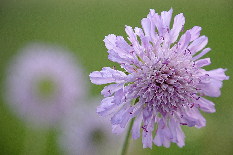 Purple Pincushions Flower Closeup Photograph Print 100% Australian Made