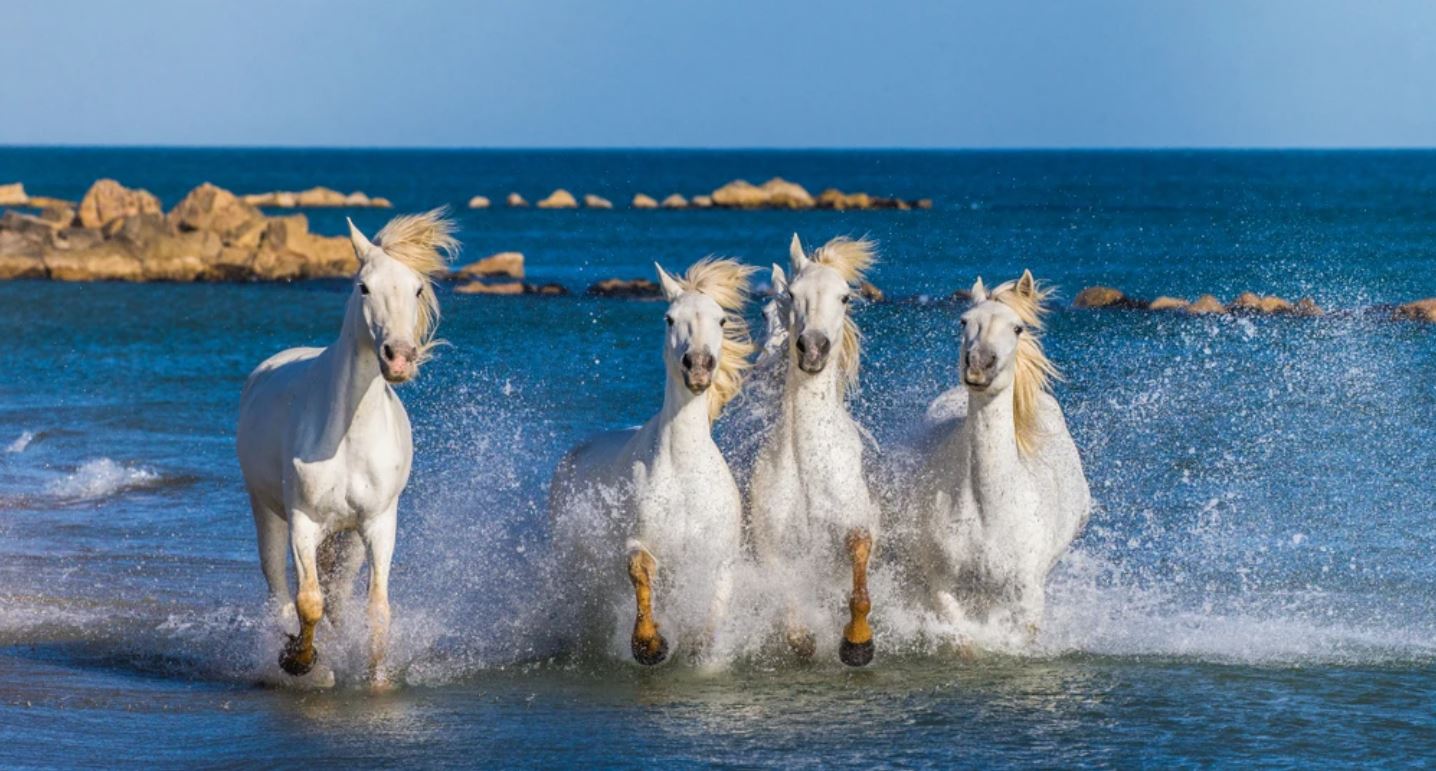 White Horses Running on Beach Home Decor Premium Quality Poster Print Choose Your Sizes