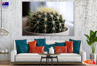 Small Green Cactus Closeup Photograph Print 100% Australian Made