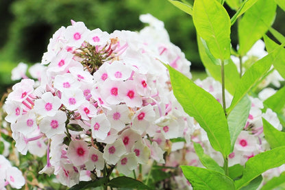 White Pink Phlox Flowers Photograph Print 100% Australian Made
