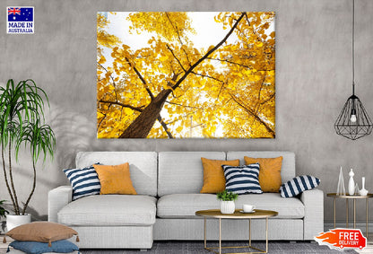 Autumn Yellow Ginkgo Tree Branch Photograph Print 100% Australian Made