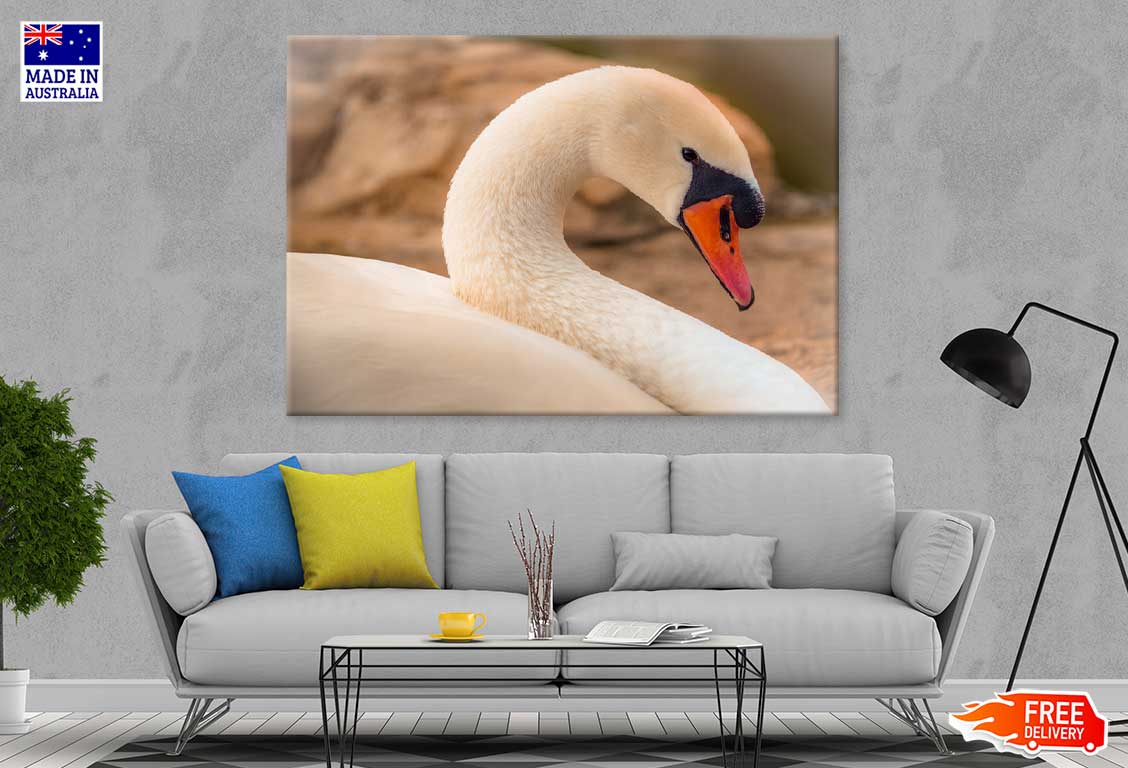 White Swan Closep View Photograph Print 100% Australian Made