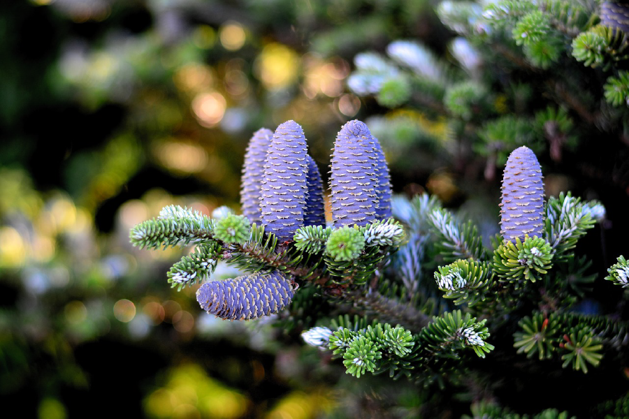 Purple Pinecone Closeup Photograph Print 100% Australian Made