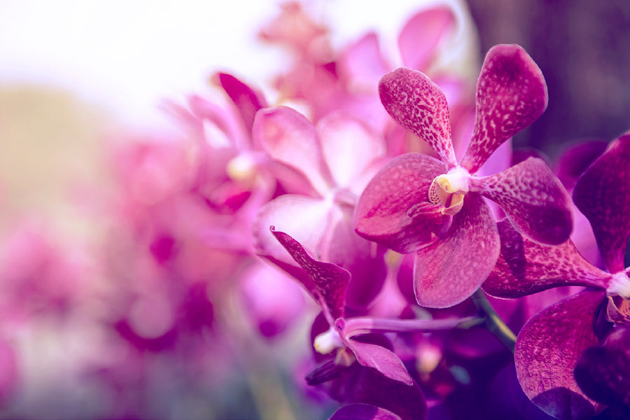 Purple Orchid Flower Closeup View Painting Print 100% Australian Made