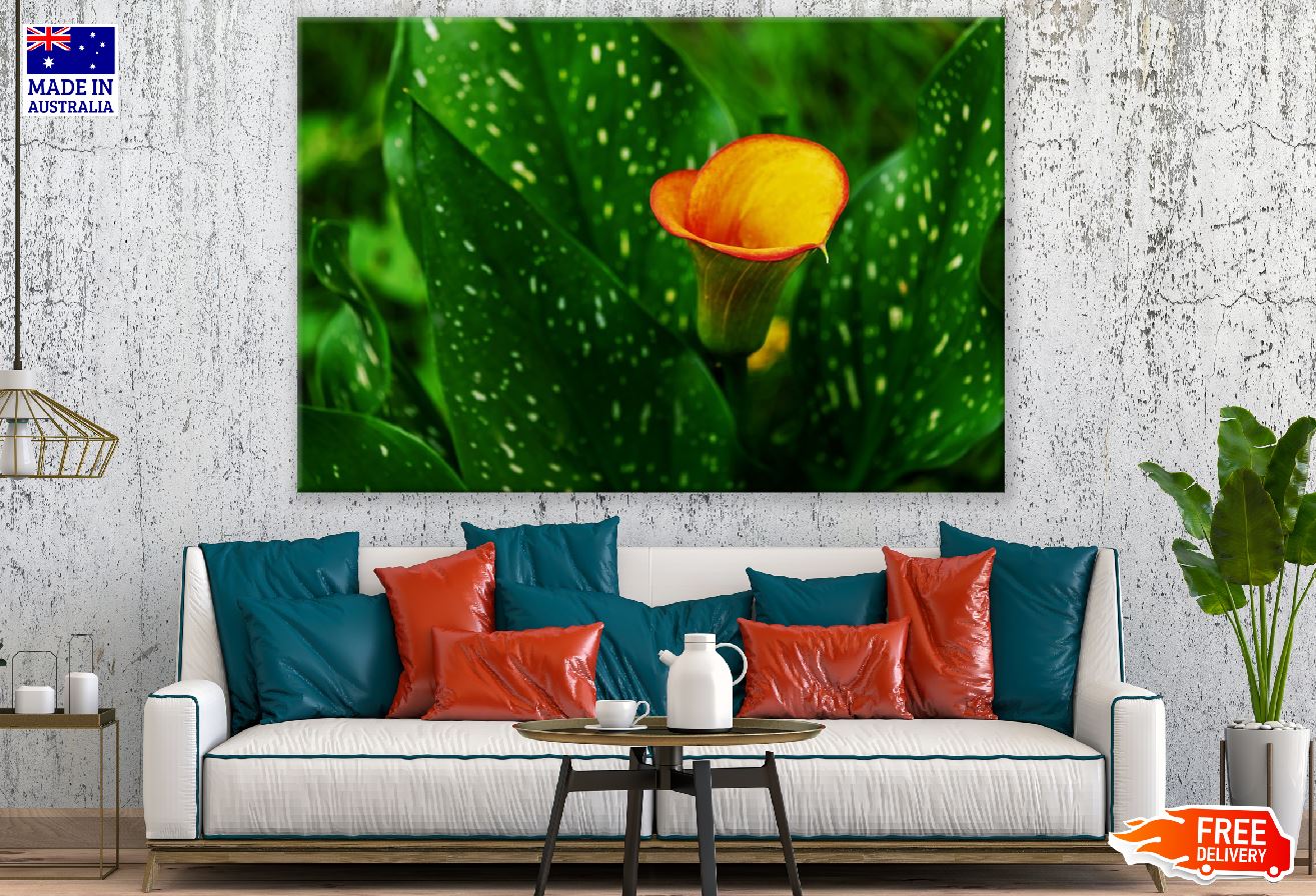 Orange Calla Flower with Leaves Closeup Photograph Print 100% Australian Made