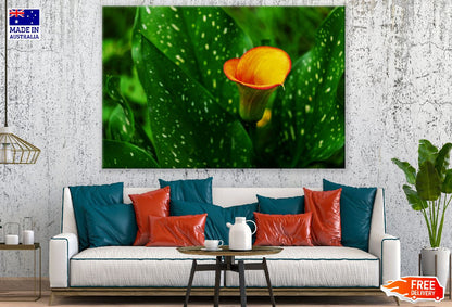 Orange Calla Flower with Leaves Closeup Photograph Print 100% Australian Made