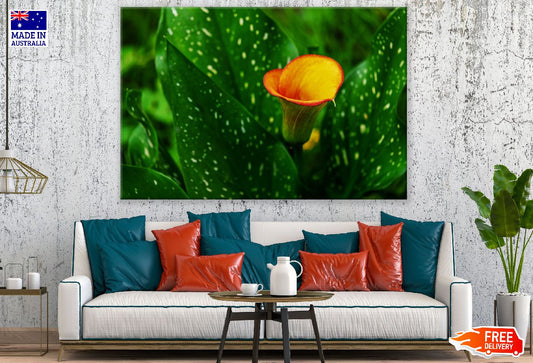 Orange Calla Flower with Leaves Closeup Photograph Print 100% Australian Made