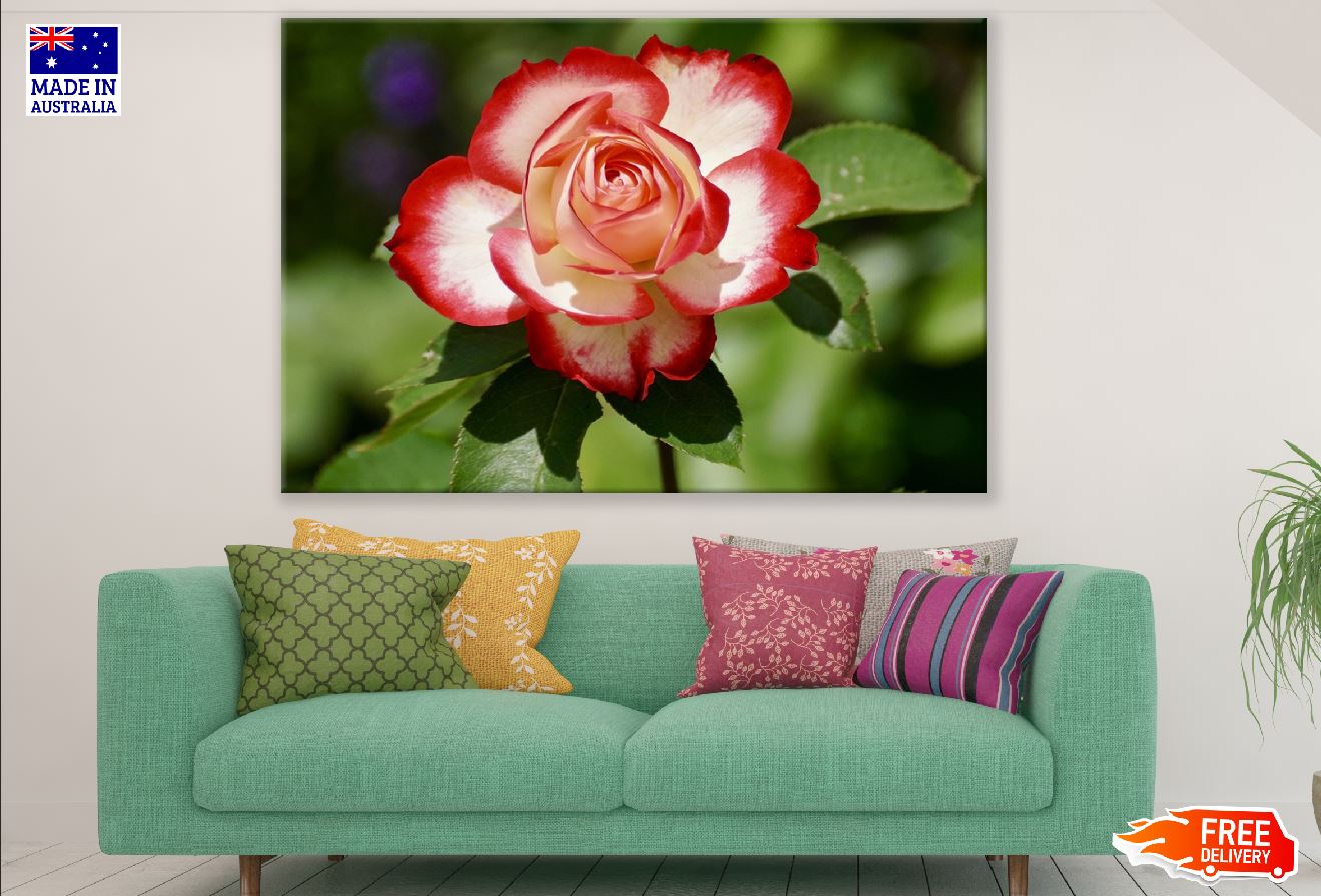 White & Red Rose Flower Photograph Print 100% Australian Made