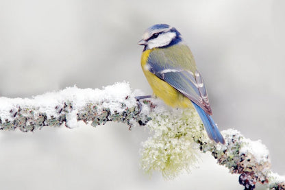 Little Bird on Tree Photograph Home Decor Premium Quality Poster Print Choose Your Sizes