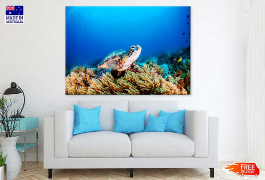 Sea Turtle Underwater Photograph Print 100% Australian Made