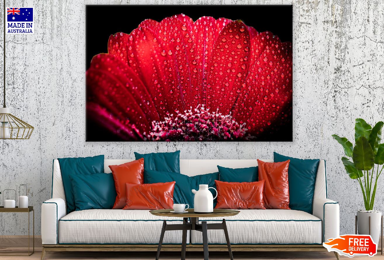 Red Gerbera with Drops of Dew Photograph Print 100% Australian Made