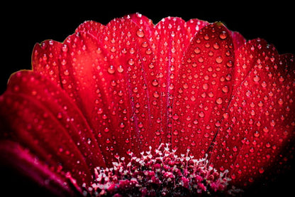 Red Gerbera with Drops of Dew Photograph Print 100% Australian Made