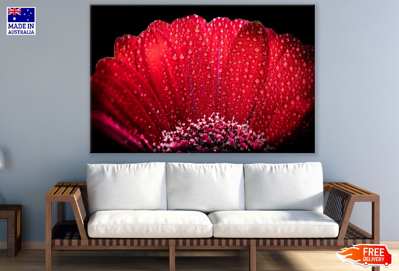 Red Gerbera with Drops of Dew Photograph Print 100% Australian Made