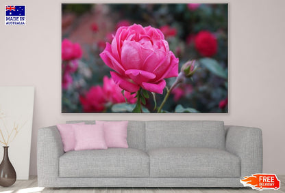 Rose Flower Closeup Photograph Print 100% Australian Made