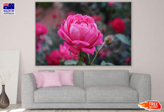 Rose Flower Closeup Photograph Print 100% Australian Made