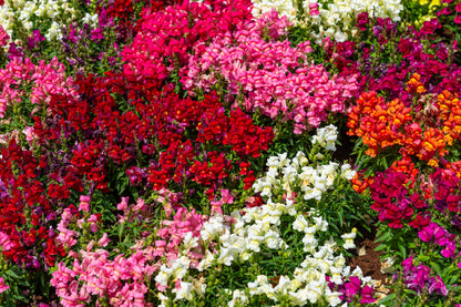 White Pink & Red Alyssum Flowers Photograph Print 100% Australian Made