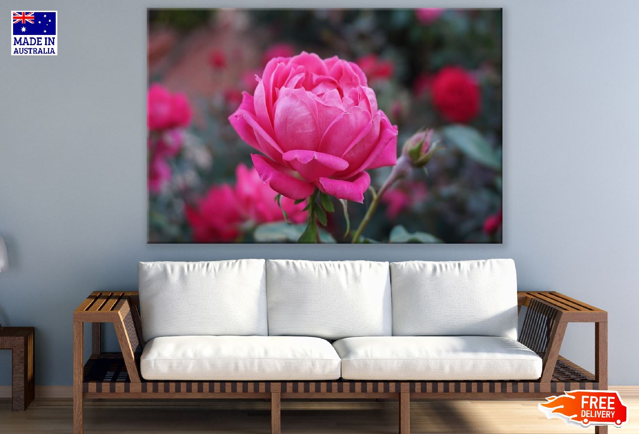 Rose Flower Closeup Photograph Print 100% Australian Made